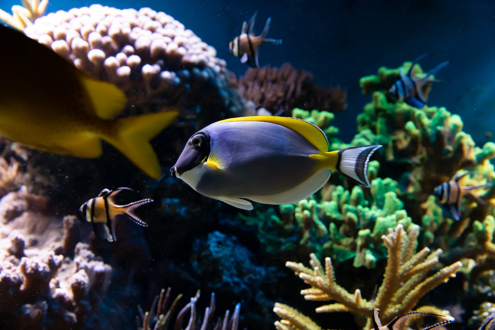 De Schitterende Voordelen van Aquarium LED Lampen: Licht op je Onderwaterwereld